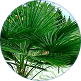 Palmier Pitic